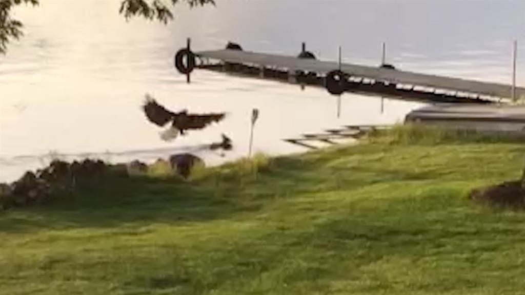 See A Bald Eagle Attack A Swimming Deer