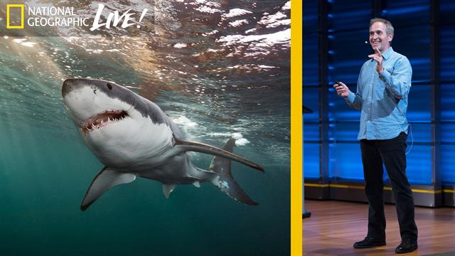 Great White And Oceanic Whitetip Sharks Photographing The Oceans Top Predators Part 3 Great White And Oceanic Whitetip Sharks Photographing The Oceans Top Predators Part 3