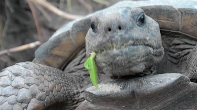 Head Banging Gopher Tortoise Shows Why The Species Matters