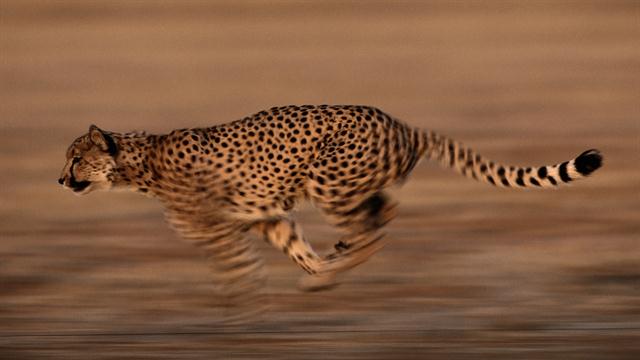 watch are cheetahs running toward extinction