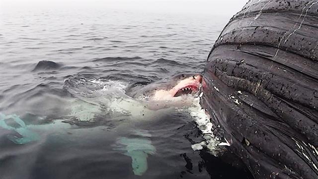 Watch a Great White Shark Binge Eat a Whale Carcass
