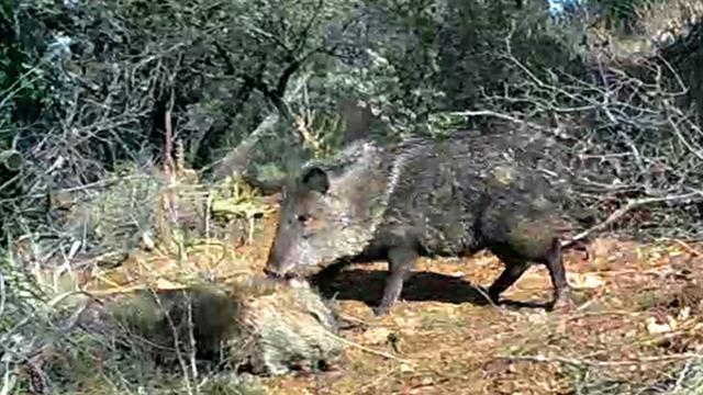 First-Ever Video May Show Pig-Like Animals Mourning Their Dead Only on CcatNews