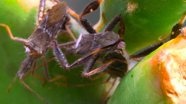 Leaf-Footed Insects Wrestle Over Access to Females and 