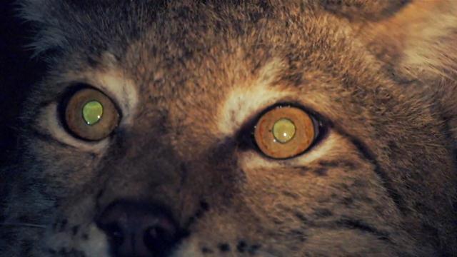 animals-with-good-night-vision-sciencing