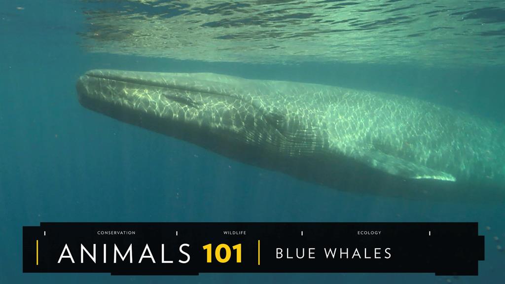 Blue Whale Size Chart