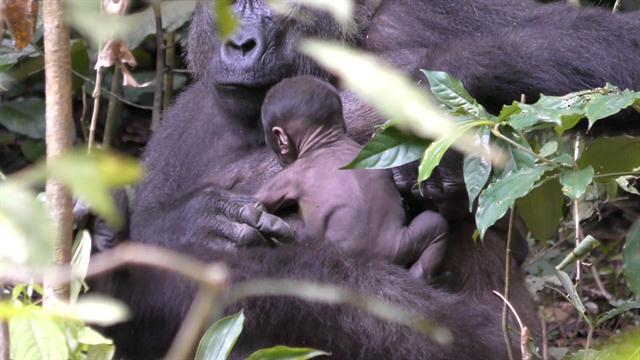 wild gorilla cuddles its newborn baby in rare video