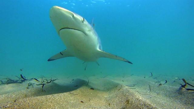 More Sharks Ditching Annual Migration as Ocean Warms
