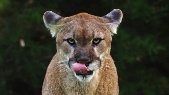 See Why the Mysterious Mountain Lion Is 