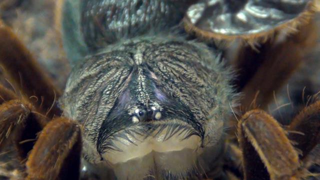 Watch This Huge Tarantula Wriggle Out of Its Skin