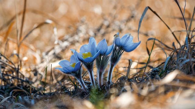 Pictures of the Spring Landscape in Minnesota