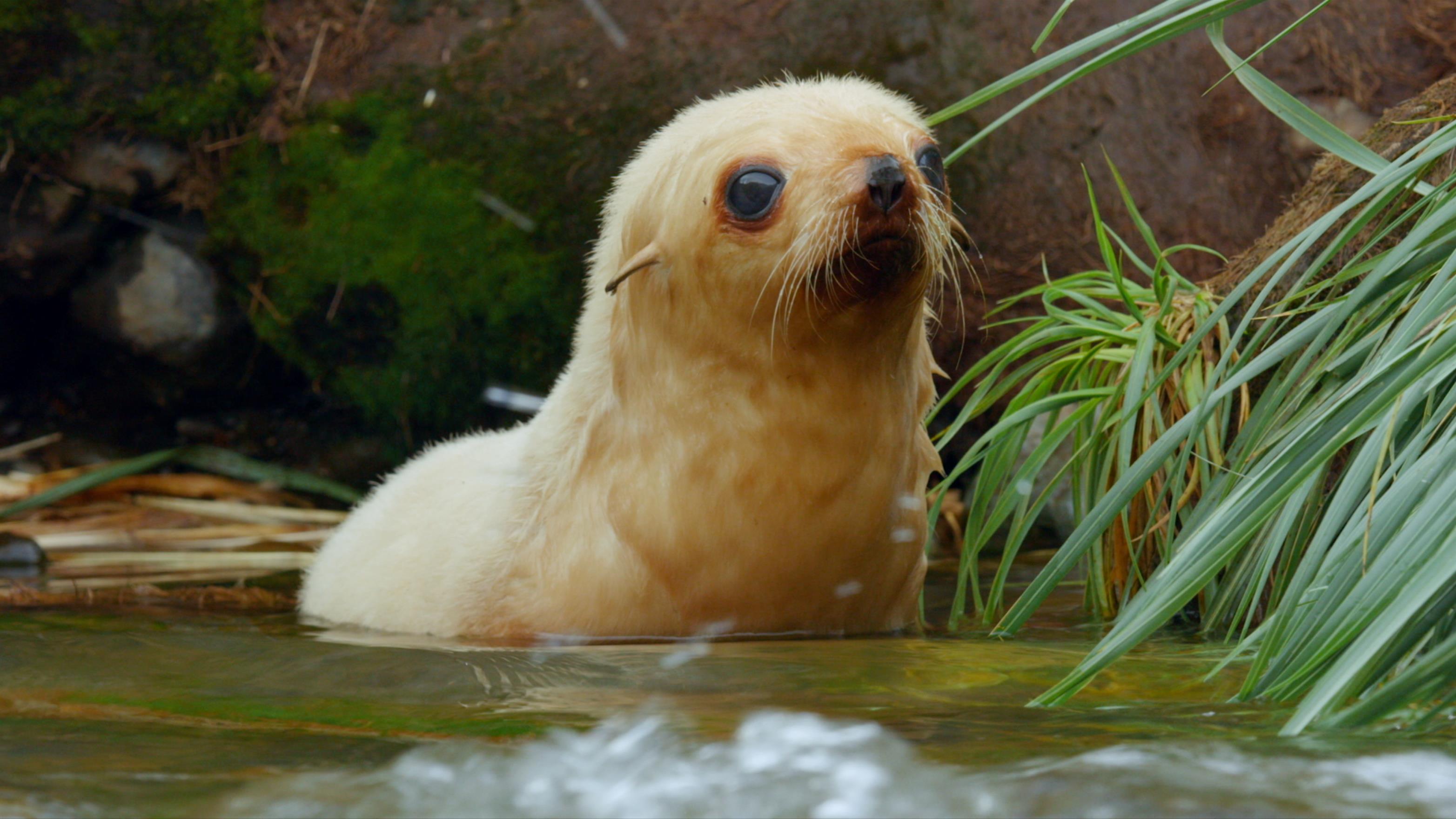 Once Near Extinction, Fur Seals Thrive On 'Resurrection Island'