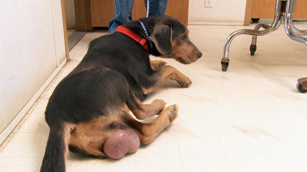 dog huge balls