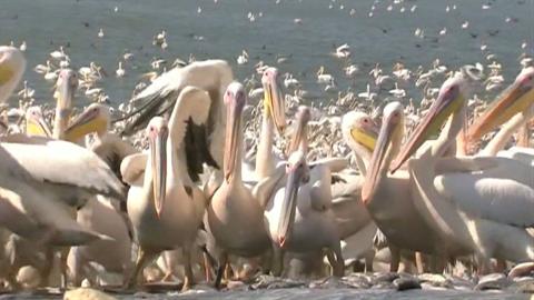 Pelicans Descend on Israel for a Free Lunch
