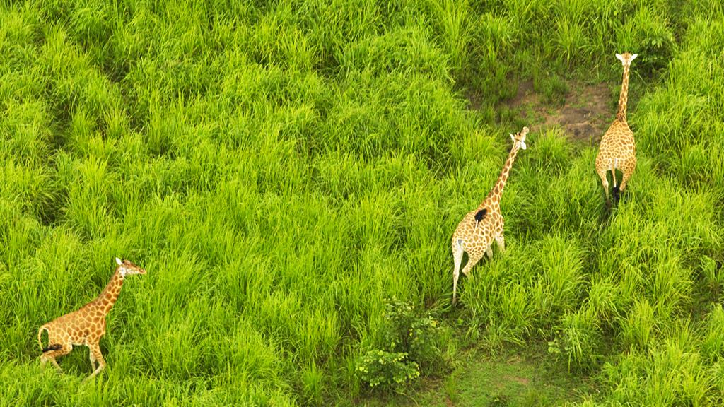 Image result for giraffe in africa poaching