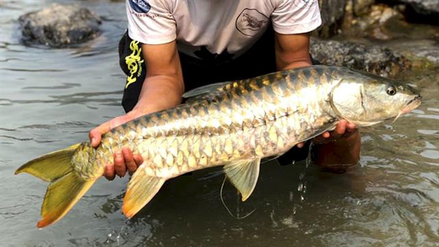 Why the rare golden mahseer is thriving in Bhutan