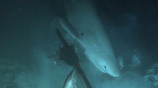 Bluntnose sixgill shark tagged in deep sea—a first - National Geographic