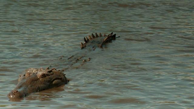 Searching for a Friendly Crocodile