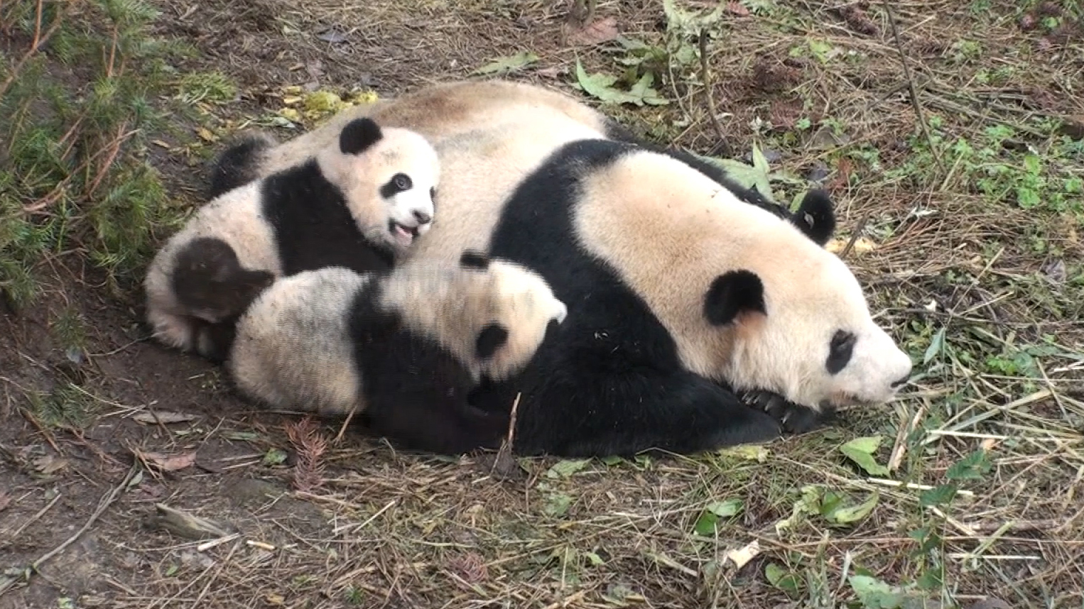 Pandas In Love Are More Likely To Have Cubs 