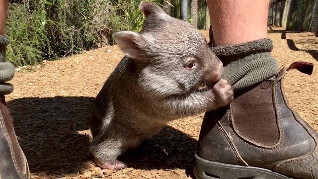 si ton personnage était - Page 3 161201-news-rescued-wombat-vin_640x360_822245443978