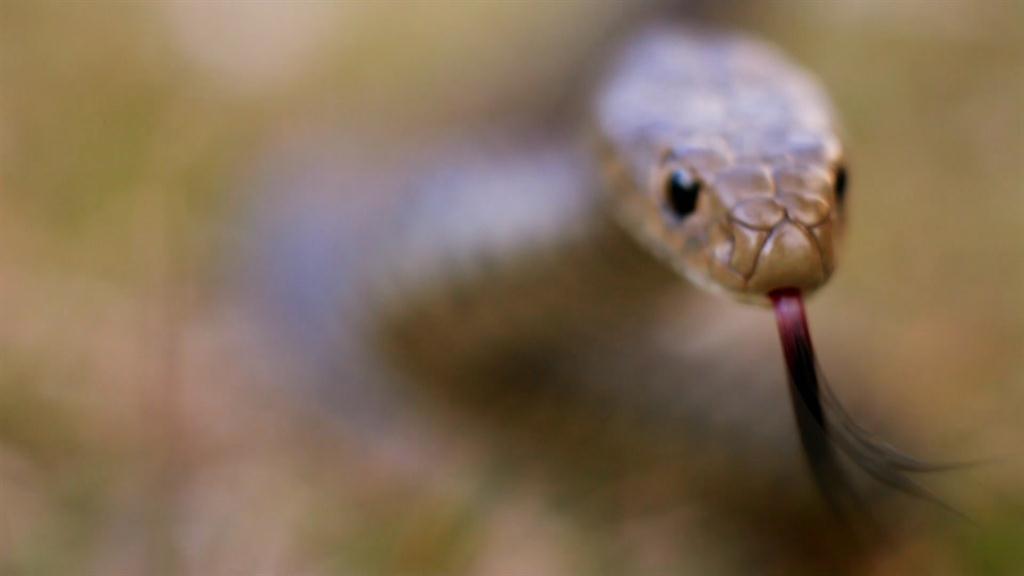 Snakes In My Backyard