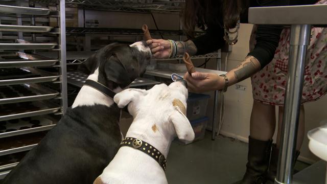 vitamins for belgian malinois