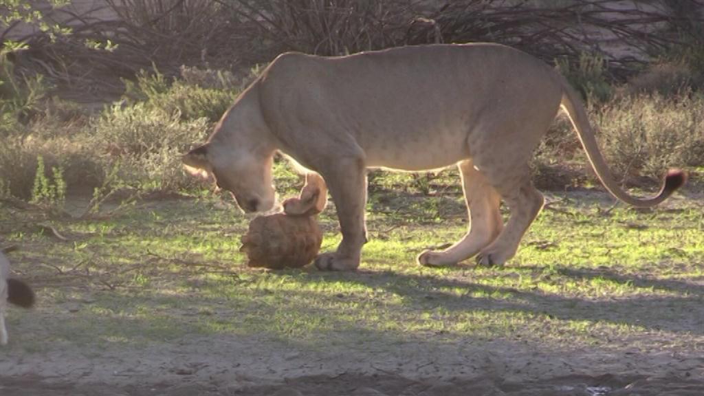 Watch a Lion Try to Eat a Tortoise