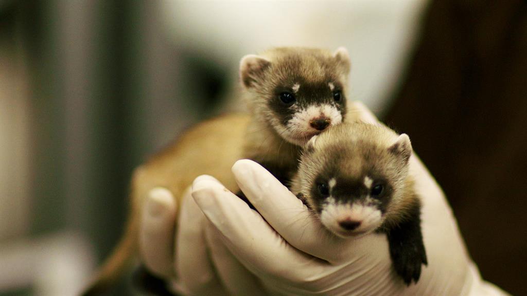 Ferret Babies Key to Species Rebound