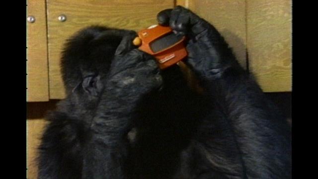 Watch Koko The Gorilla Use Sign Language In This 1981 Film 