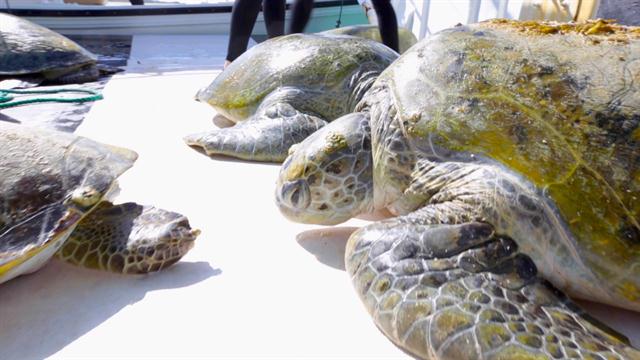 Searching for Elusive Green Sea Turtles in the Persian Gulf