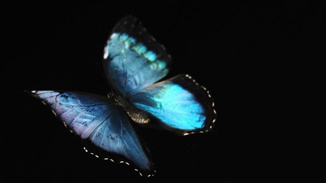 See a Brilliant Blue Butterfly Take Flight for the First Time