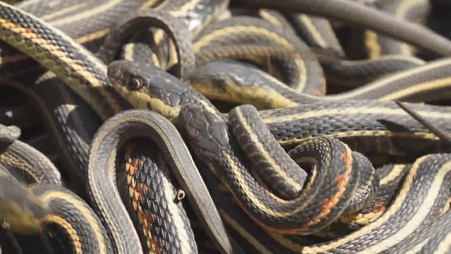 too much sex is killing these male snakes