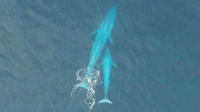 exclusive video may show blue whale calf nursing