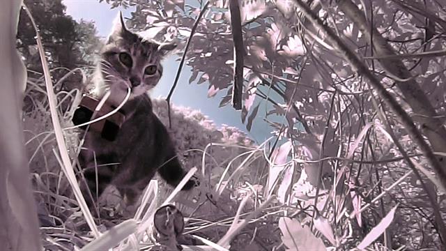 Island's Feral Cats Kill Surprisingly Few Birds, Video Shows