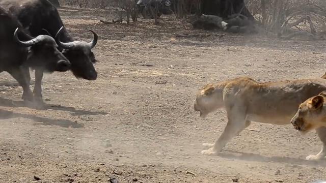 Lion Pride Vs. 500 Buffalo—Who Will Win?