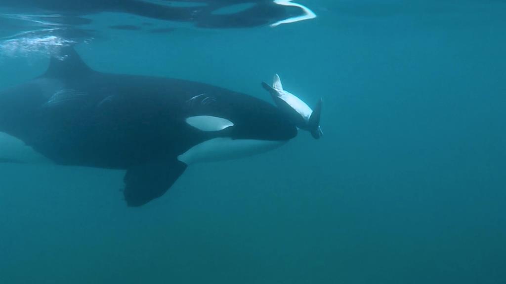 orca swim booties