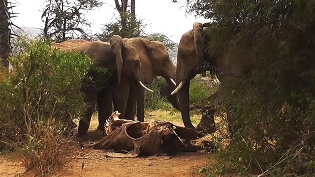 Rare Video Shows Elephants 'Mourning' Death