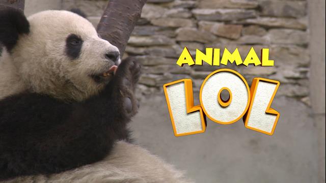 lol animal