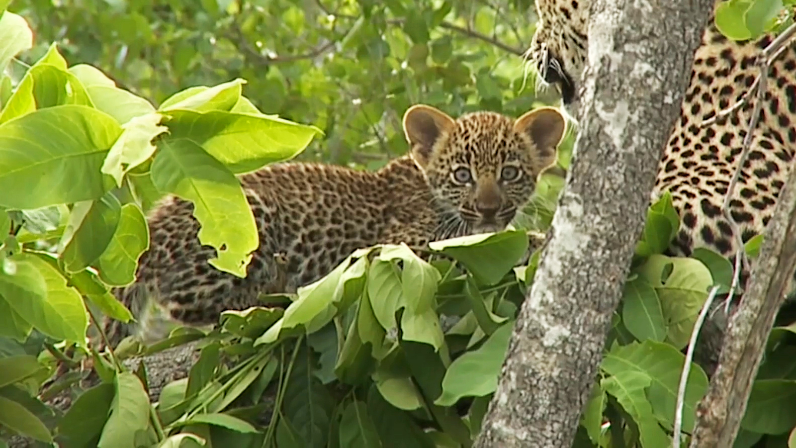 Watch This Baby Leopard Grow Up Into A Powerful Hunter
