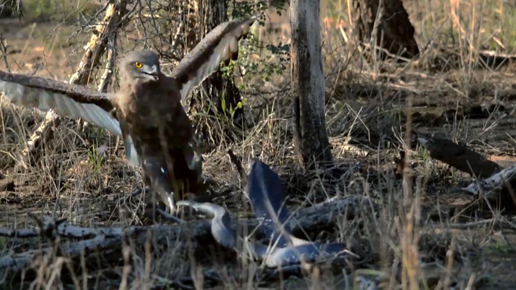 Hungry Eagle Vs Venomous Cobra