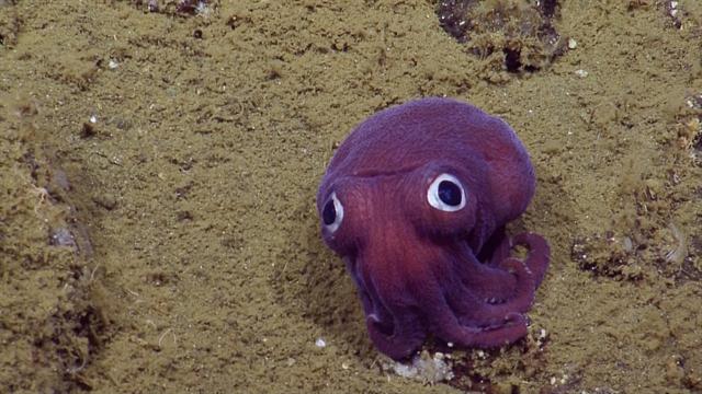 Watch a Googly-Eyed Sea Creature Crack Up Scientists