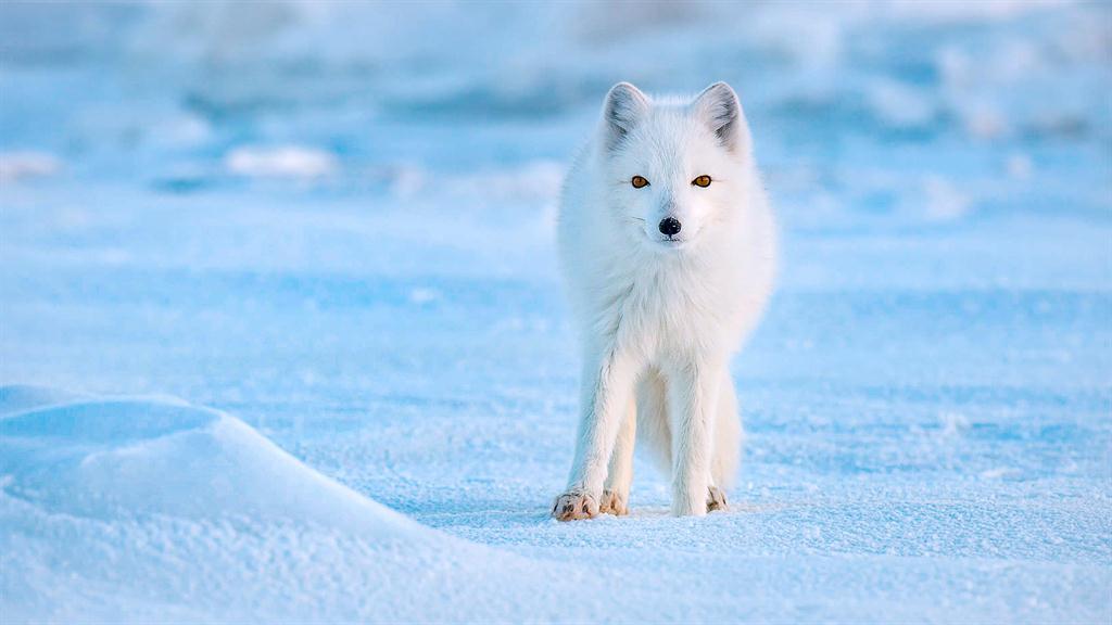 Tundra Baby Arctic Hare Arctic Hare Facts Enjoy All