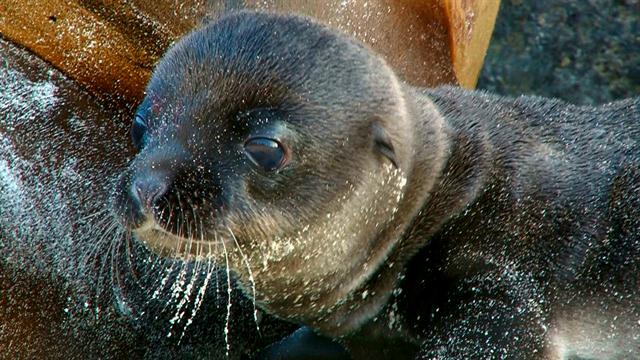 Incredible Sea Lion Birth Captured On Video 