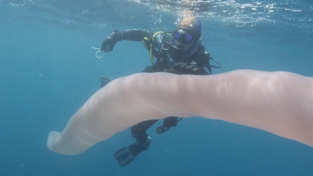 Image result for 26 foot worm