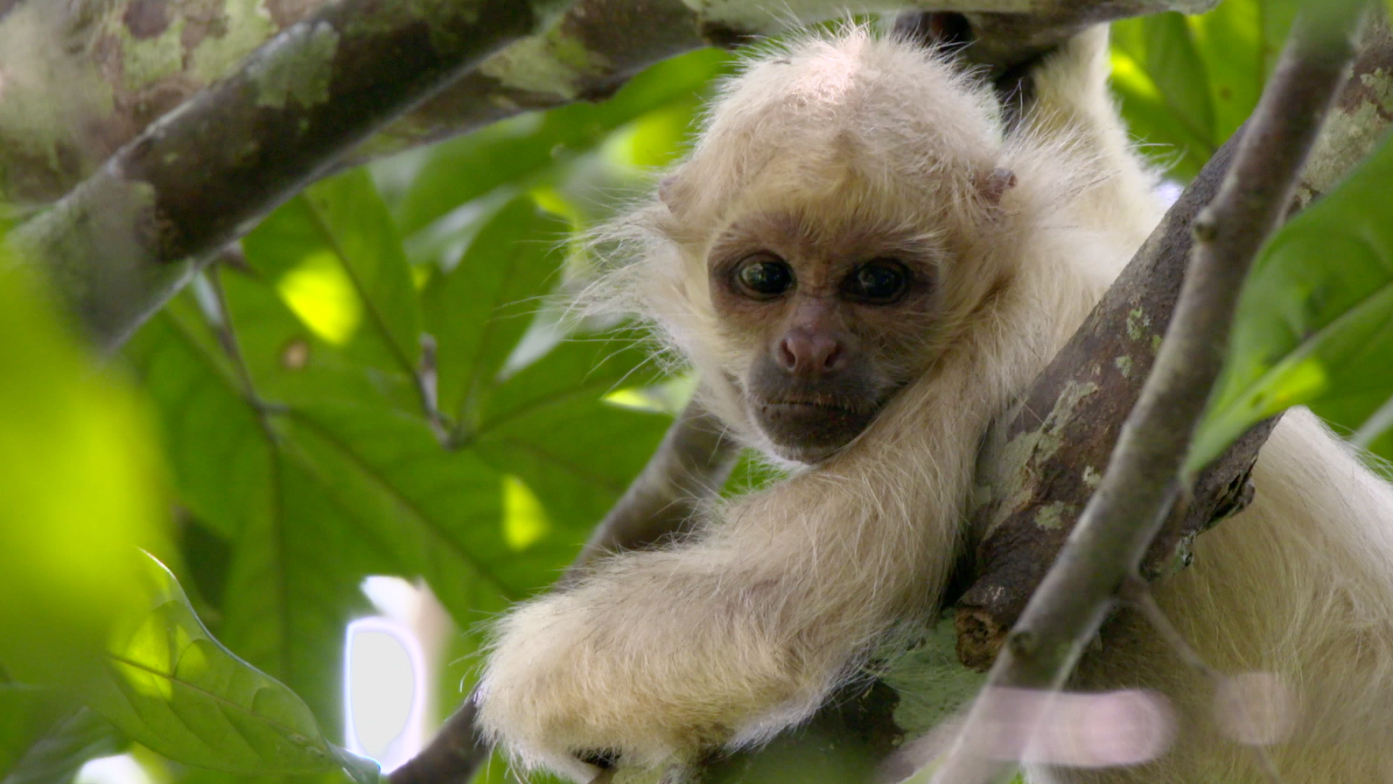 Exclusive: Rare Ghost Monkeys Filmed in Colombia