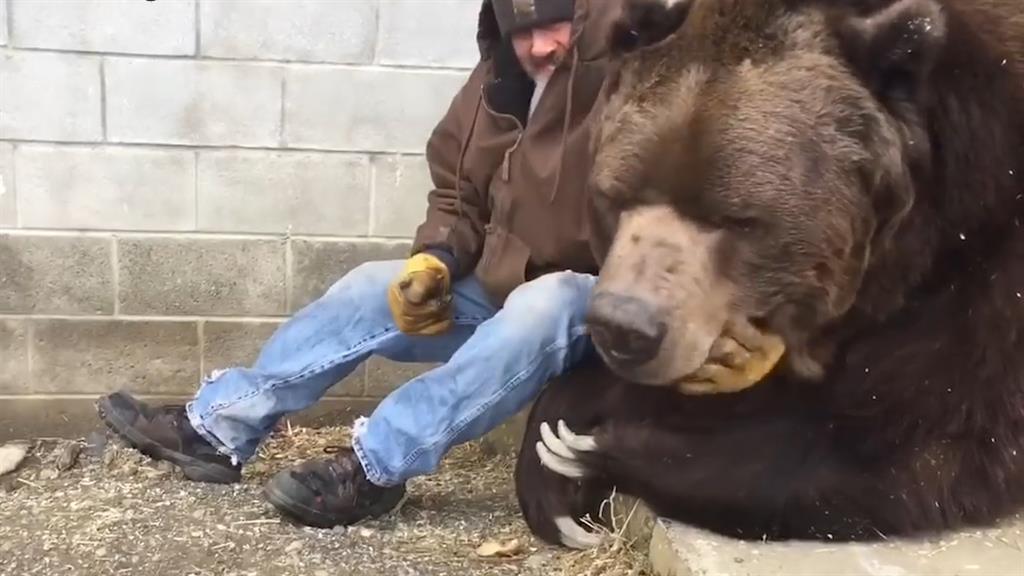 Video Shows Man Hugging Kodiak Bear At New York Wildlife Center