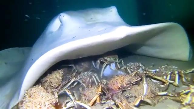 watch-a-stingray-devour-spider-crabs-on-the-seafloor