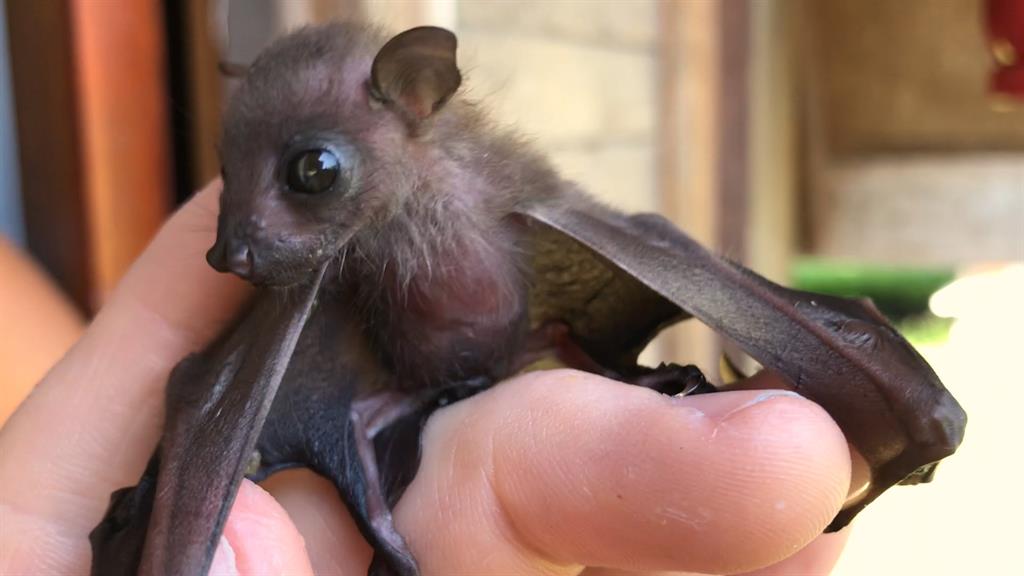 Biologists Attempt to Rescue Baby Bat in Borneo