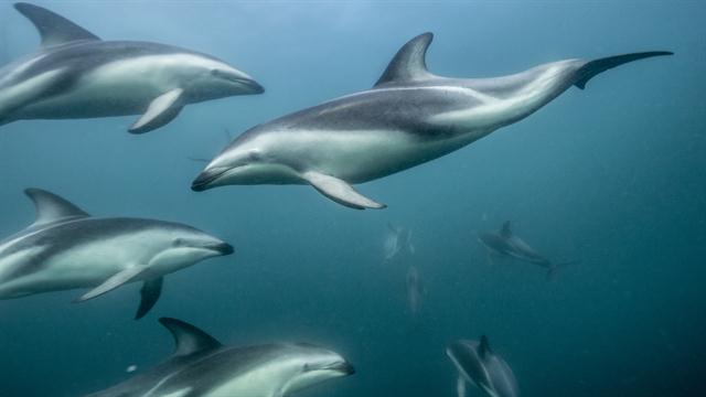 A Photographer Shows Us Just How Smart Dolphins Are