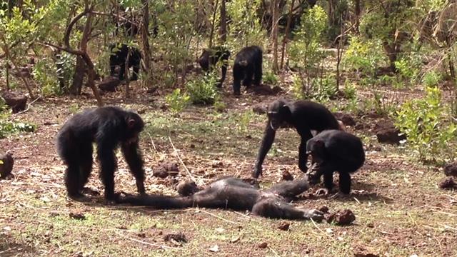 chimpanzee attack video