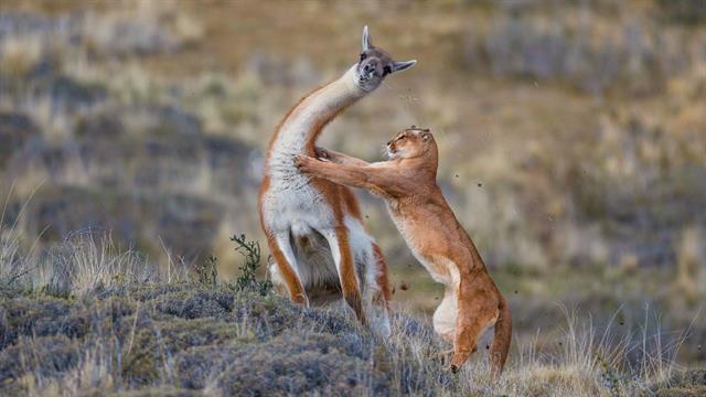 Watch a puma battle a llama-like animal 